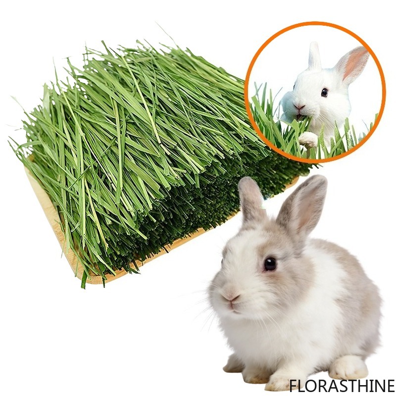 Pet Supplies Is Food - Rumput Timothy Kering Kaya Serat, Pakan