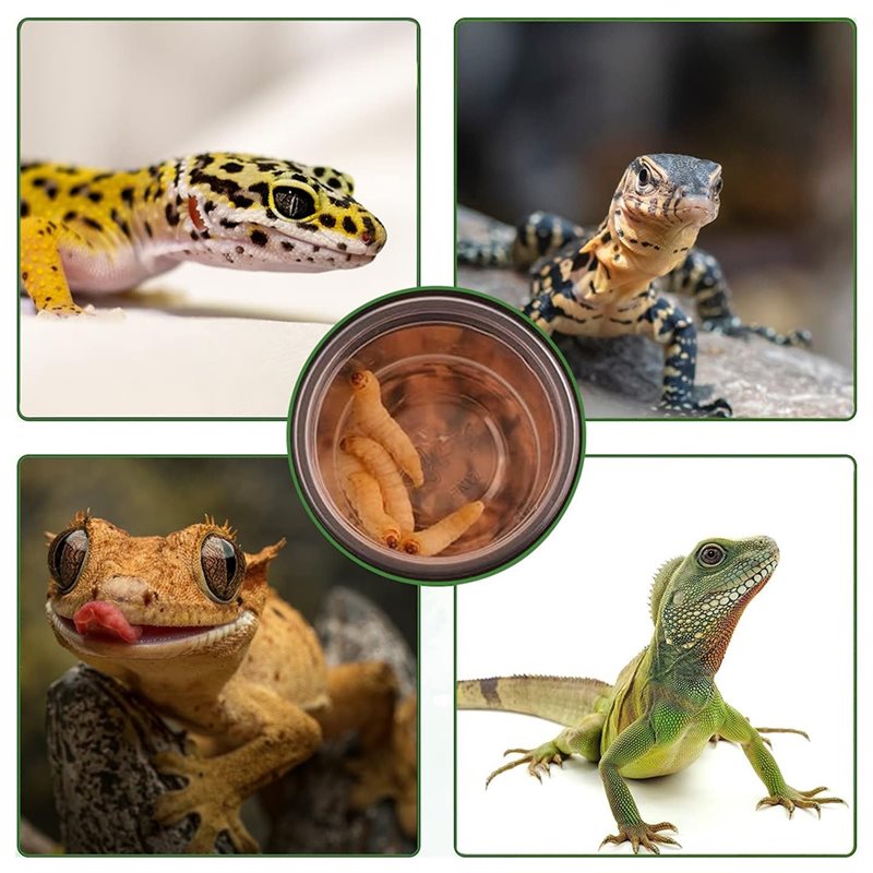 Cangkir Makanan dan Air untuk  - Pet Supplies Is Food ulasan dan harga
